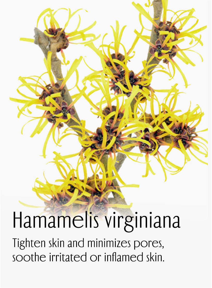 Hamamelis virginiana. Tighten skin and minimizes pores, soothe irritated or inflamed skin.