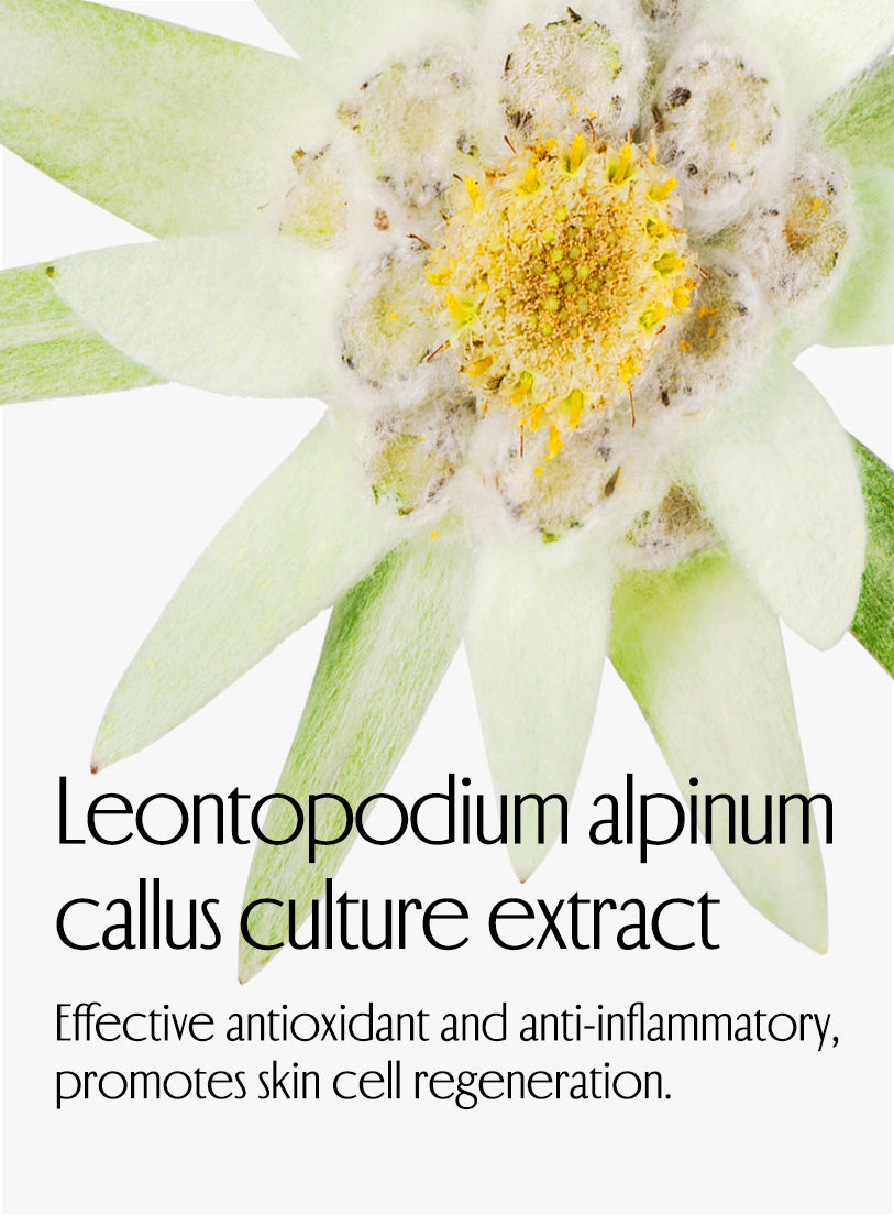 Leontopodium alpinum callus culture extract. Effective antioxidant and anti-inflammatory, promotes skin cell regeneration.